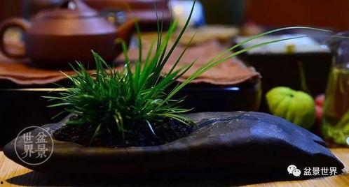 草在线观看100,深度解析热门影视作品背后的故事 第3张 草在线观看100,深度解析热门影视作品背后的故事 第3张